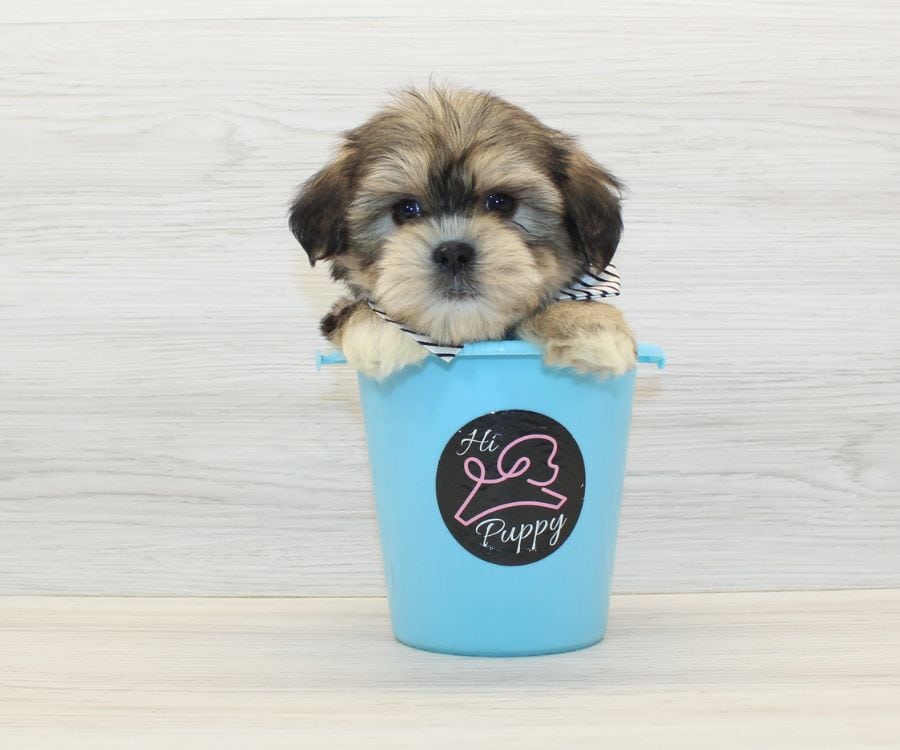 Shorkie Puppies For Sale image 1