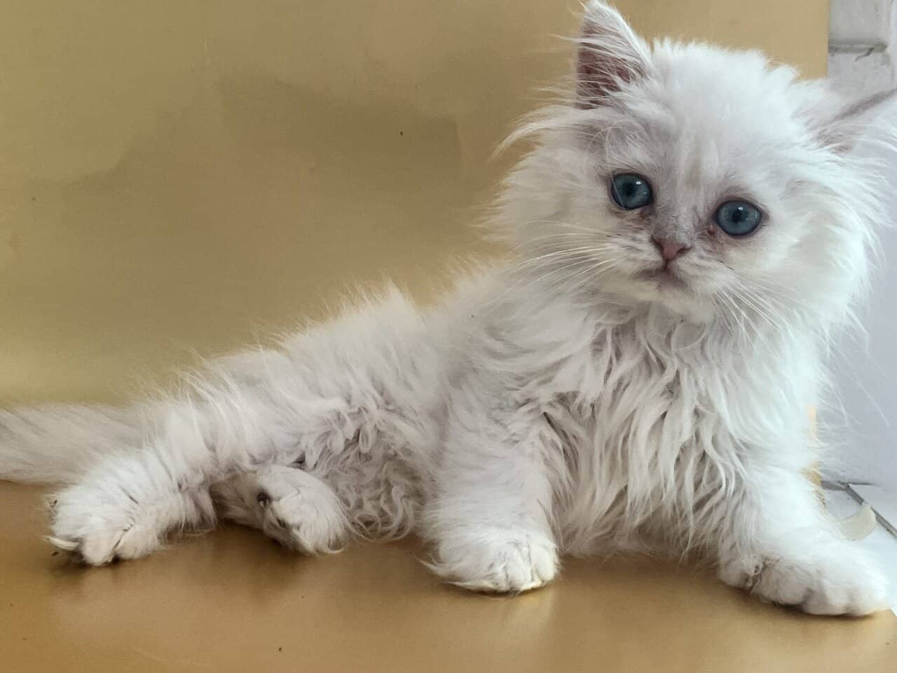 Silver chinchilla British longhair male image 6