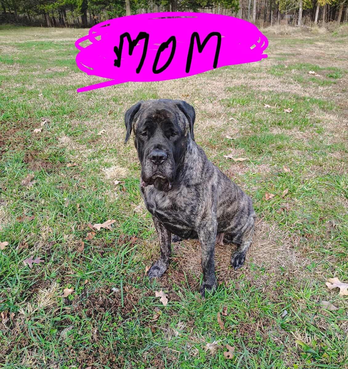 Pure bread English mastiff puppies image 4