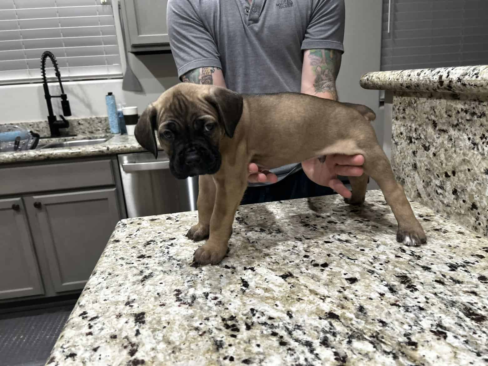 CCC's Kennel Cane Corso Puppies image 13