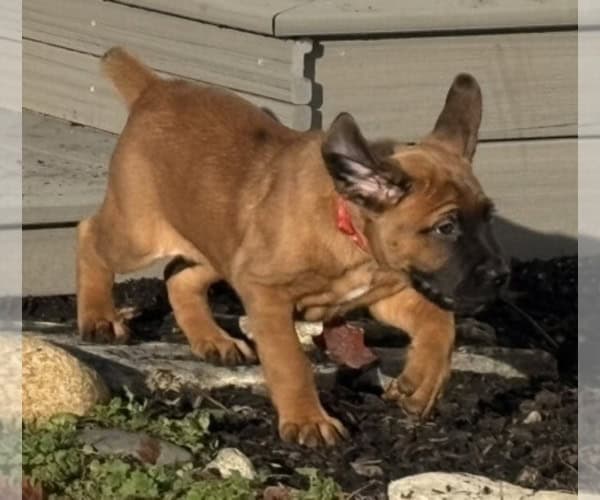 Boerboel–Cane Corso Puppies -- Ready to go! image 3