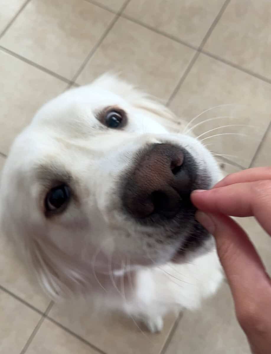 Pyrenees for Adoption! image 2