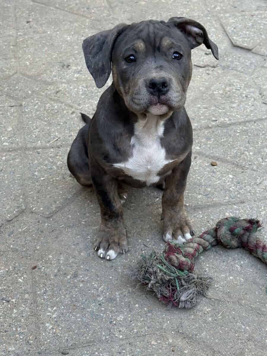 American bully pup for sale image 4
