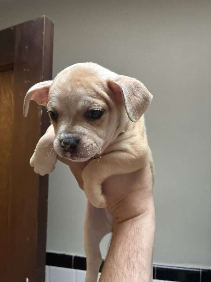 Chihuahua mix english bulldog image 2