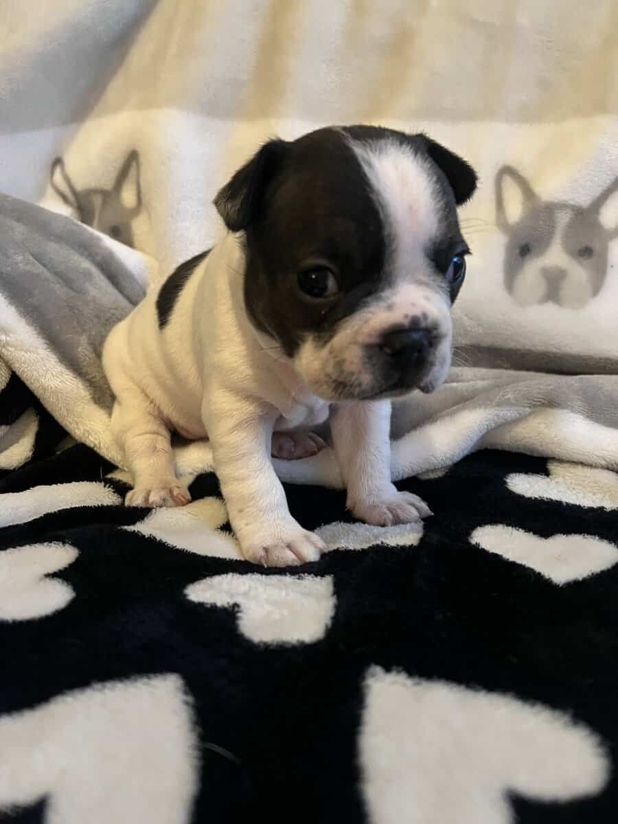 Female Frenchton Puppy image 2