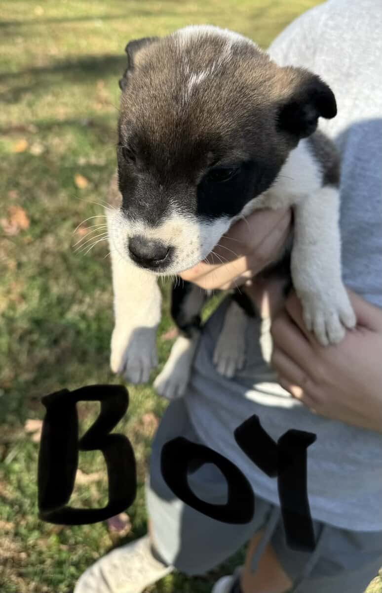 Siberian husky pit puppies image 3