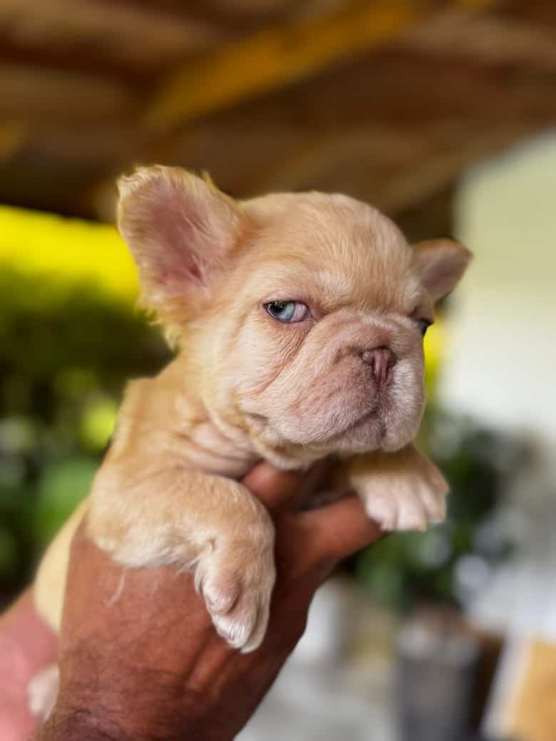 French Bulldogs image 3