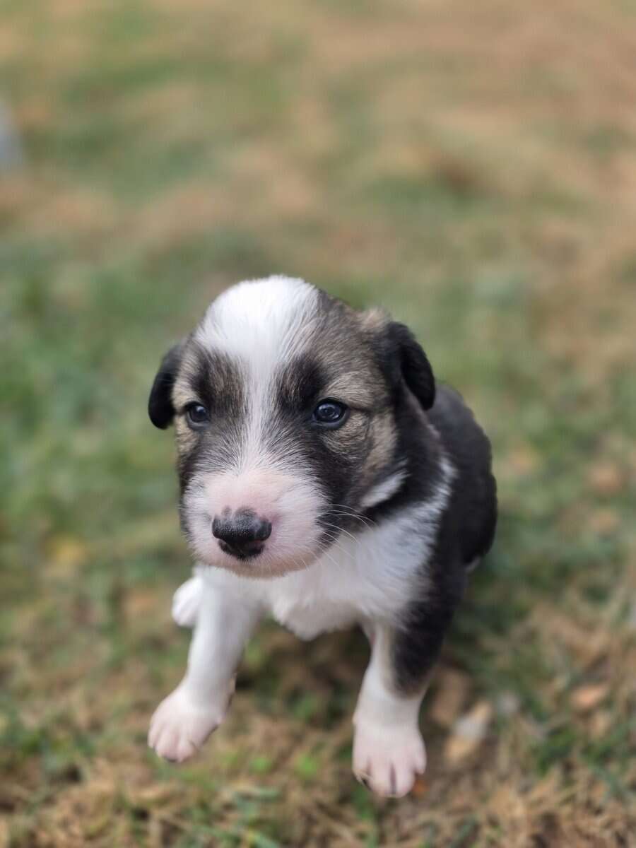 ADORABLE Puppy ready for you! image 7