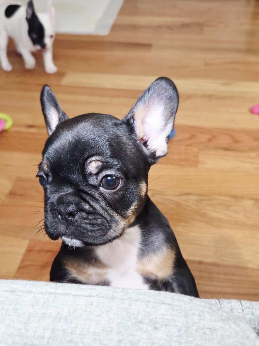AKC Female frenchie for sale image 5