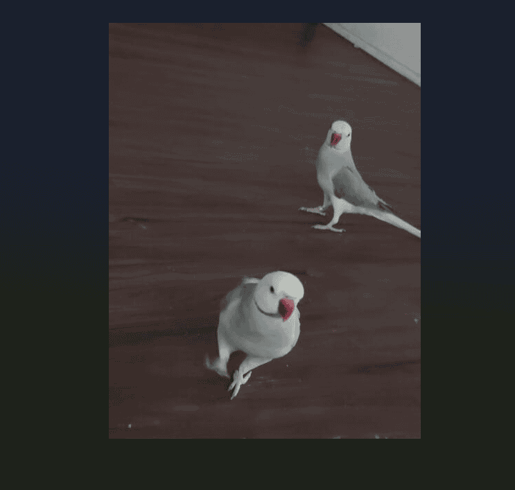 Indian Ringneck Parakeet image 7
