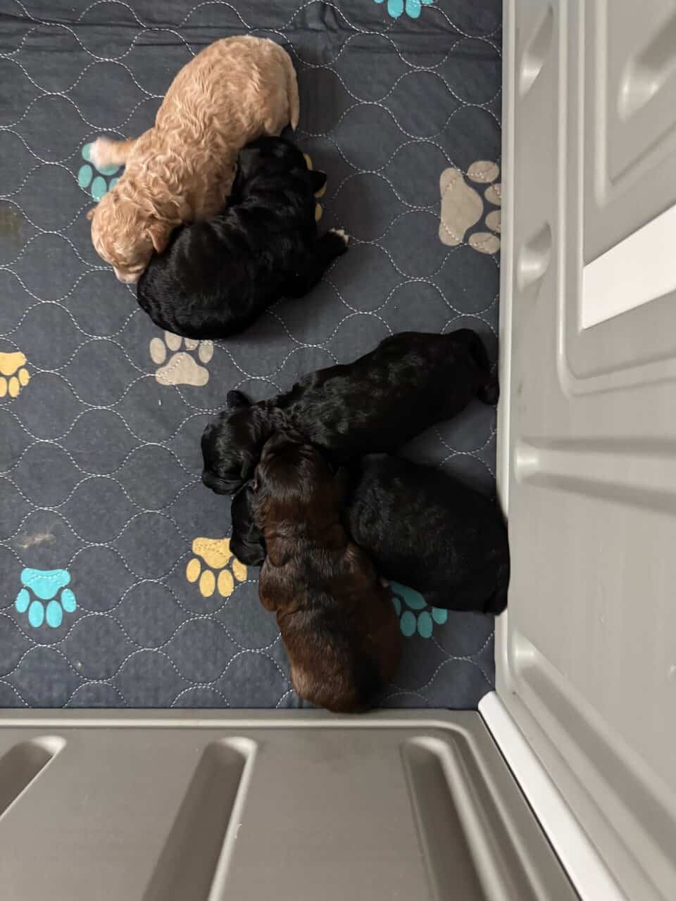 Mini Labradoodle Puppies — Ready Mid-December image 2