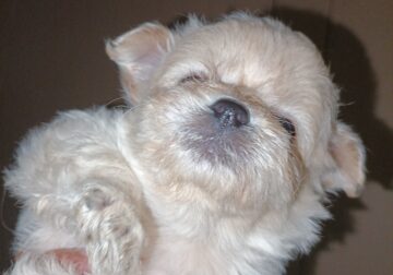 Teddy bear toy poodle/ poanorian mix