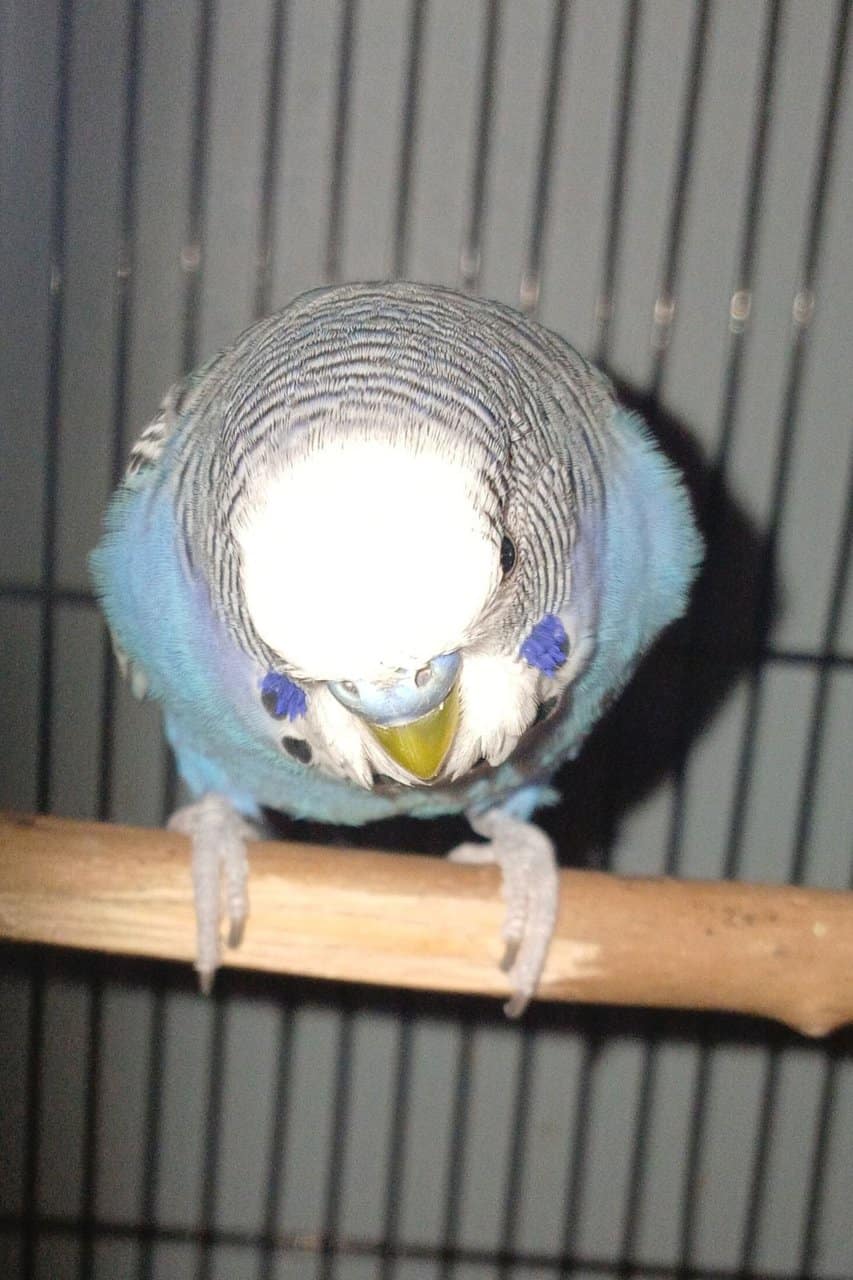 4 Dark blue friendly male budgies (35 ea.) image 4