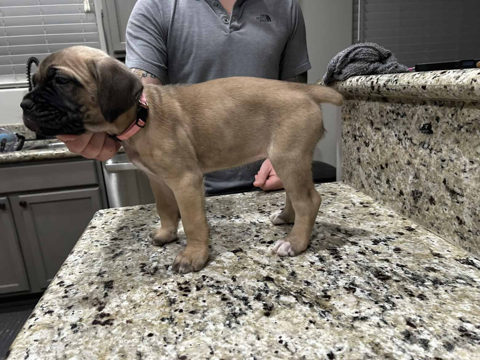 CCC's Kennel Cane Corso Puppies image 10