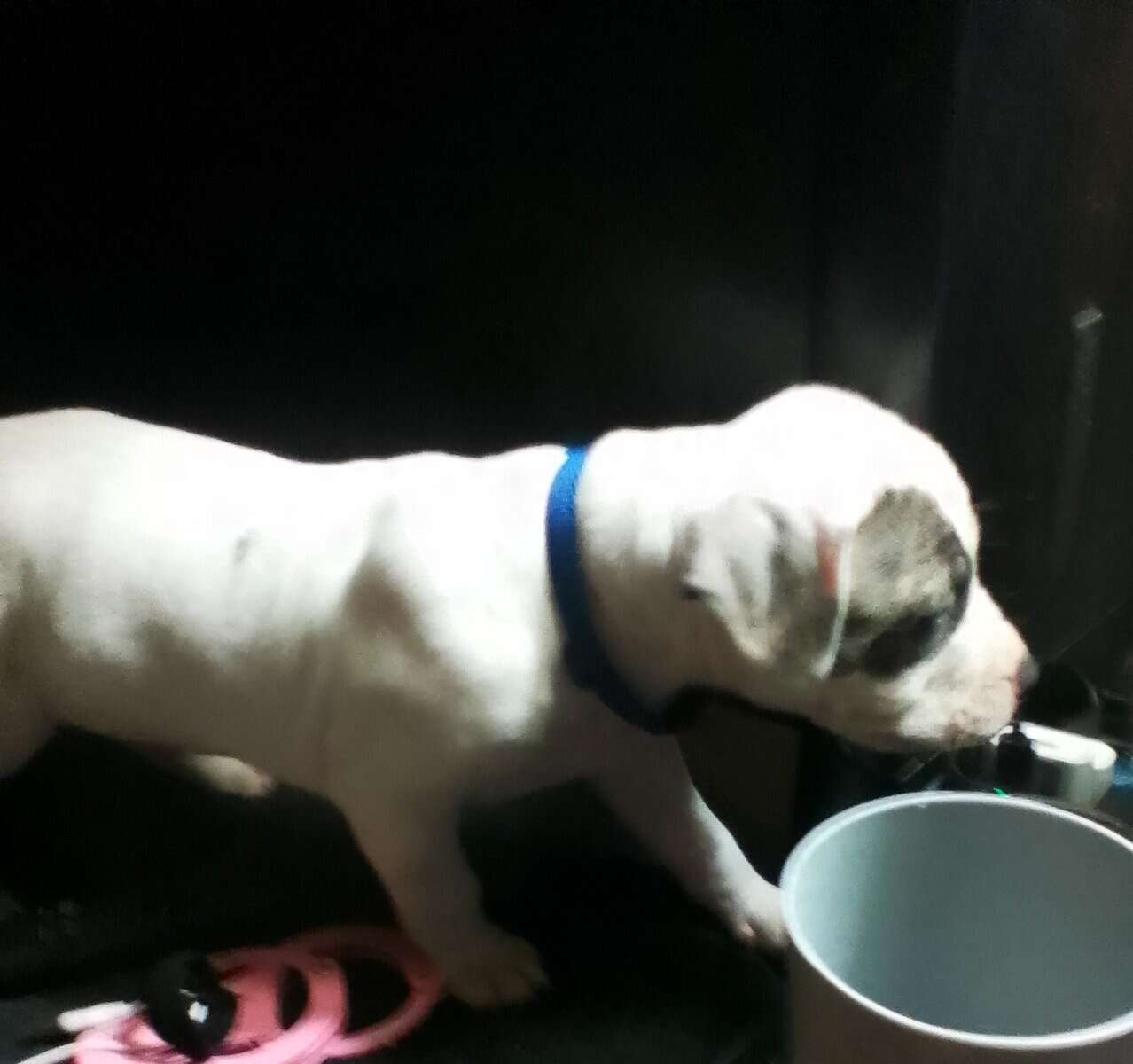 Pitbull Puppies Blue-nose/ Red- nose image 10