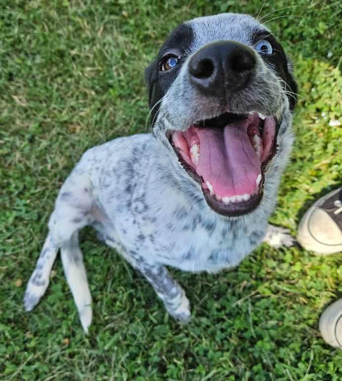 Blue Heeler image 1