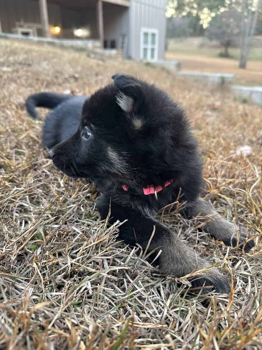 Still available - Purebred German Shepherd Puppies image 9