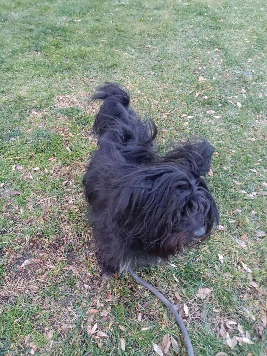 Pup needs loving home image 2