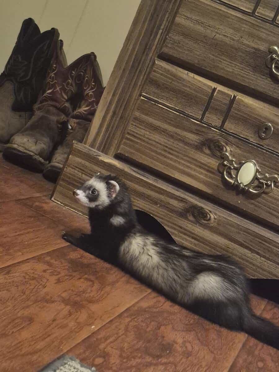 Needing a Forever Home image 1