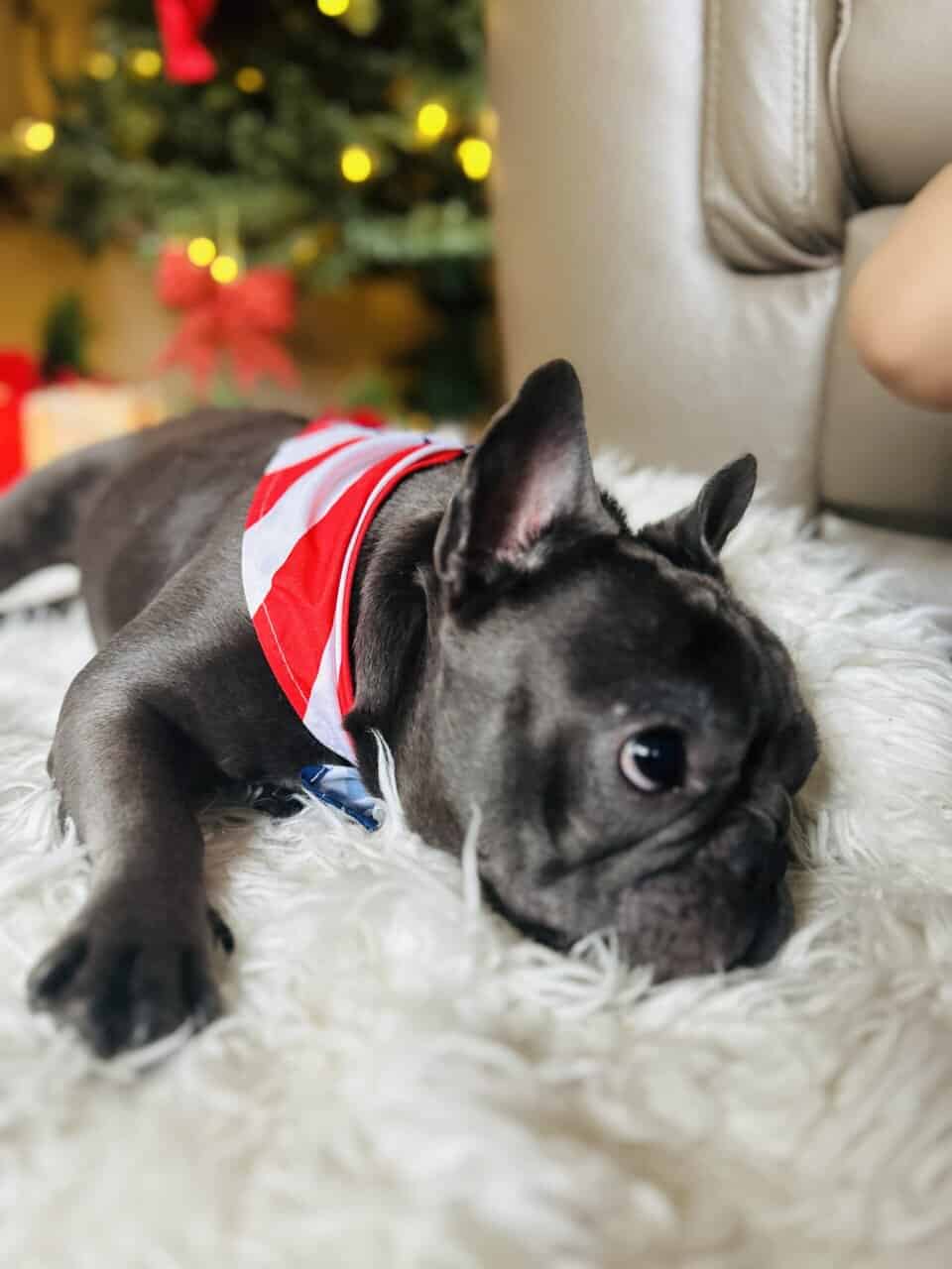 French bulldog image 5