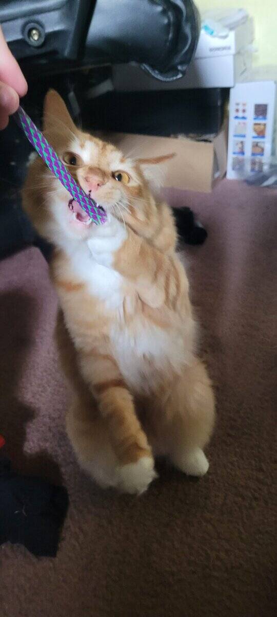 Domestic Longhair image 5
