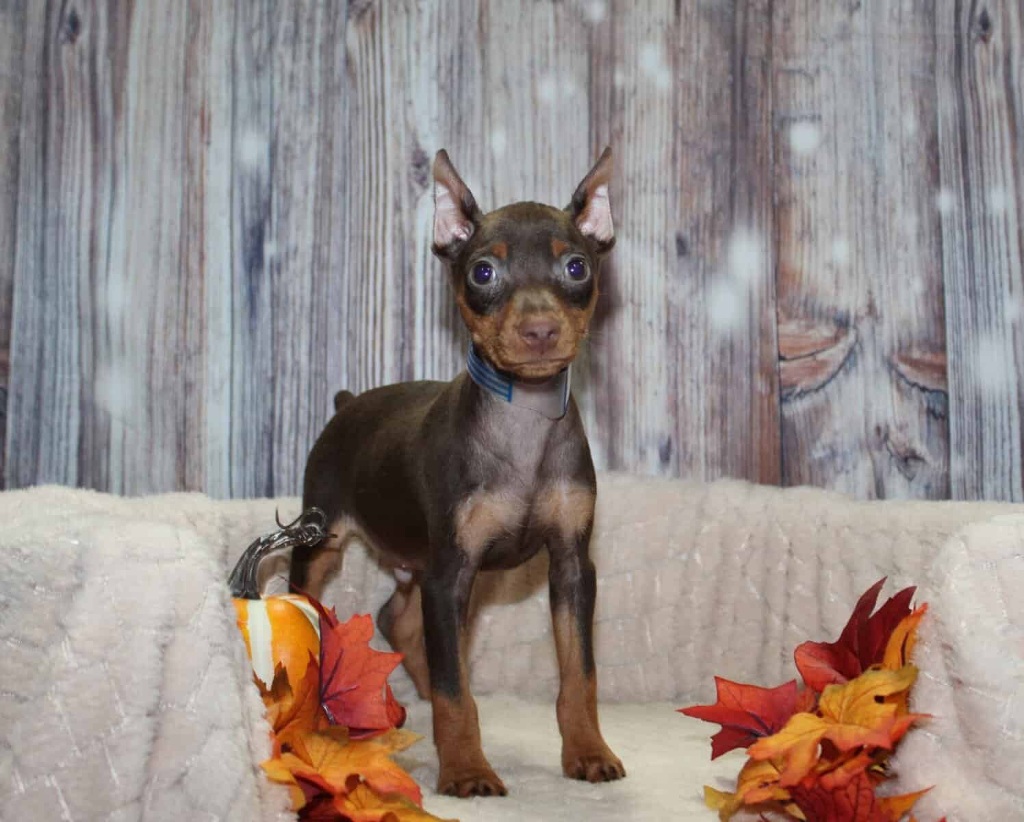 Min Pin Puppies image 3