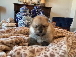 Pomeranian Puppies – AKC Registered