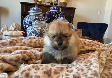 Pomeranian Puppies – AKC Registered