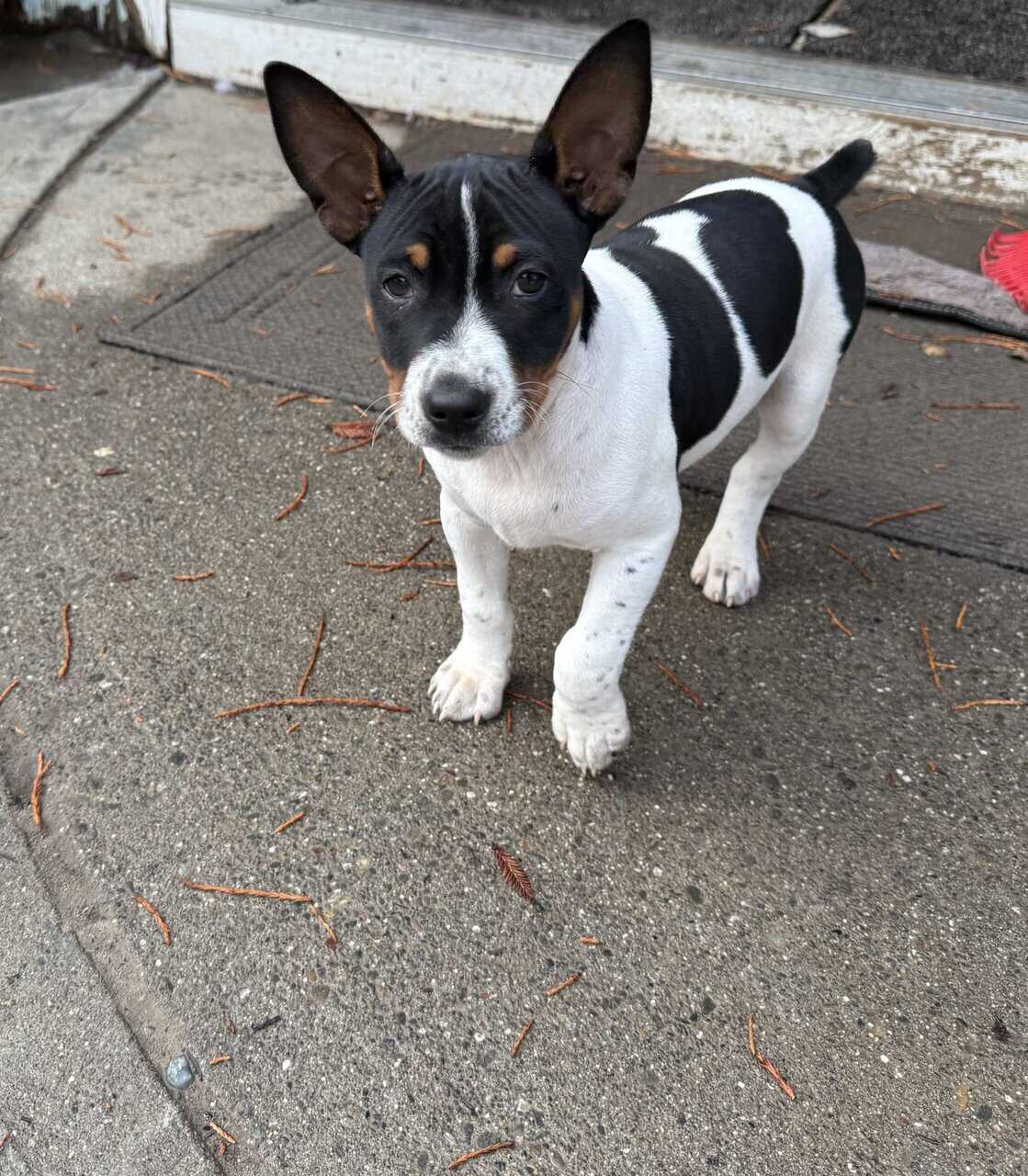 Decker Terrier Puppies for Sale in Petaluma image 1