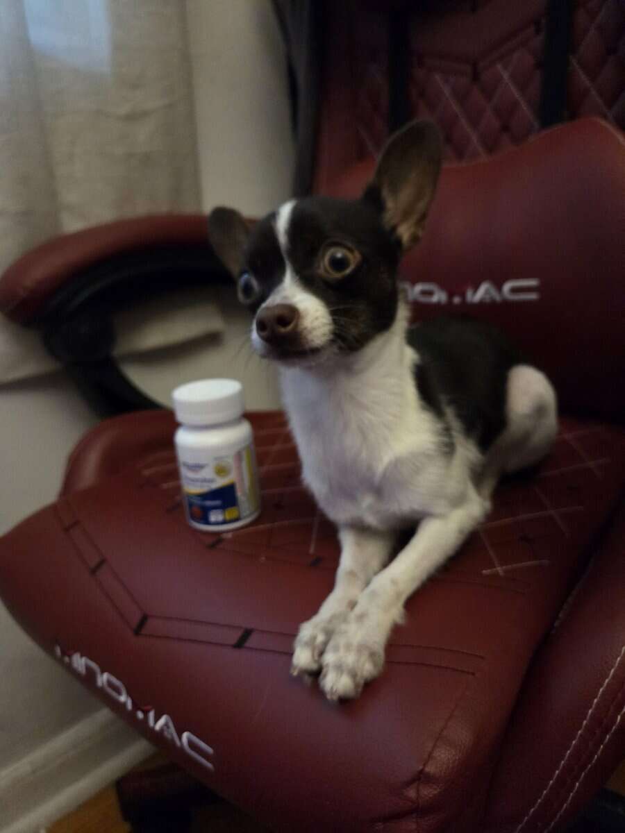 8 month old Chihuahua puppy image 4