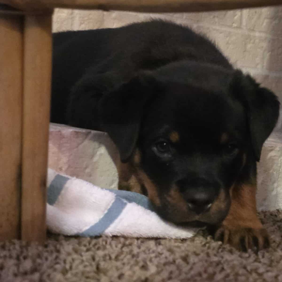 Playful loveable Rottweiler puppies image 8