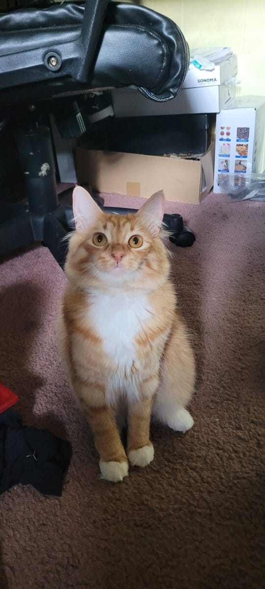 Domestic Longhair image 7