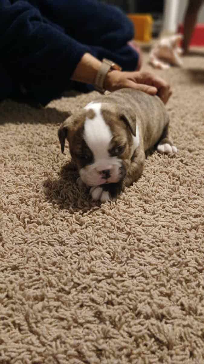 Christmas Puppies image 19
