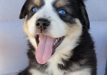 Zyan australian shepherd