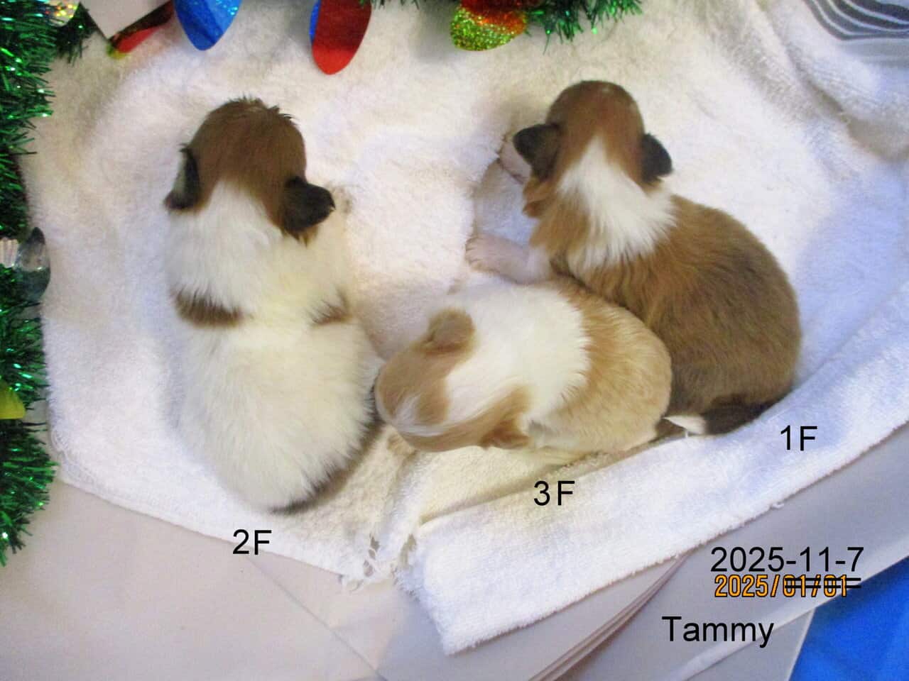AKC Shetland Sheep Dog Puppies image 1