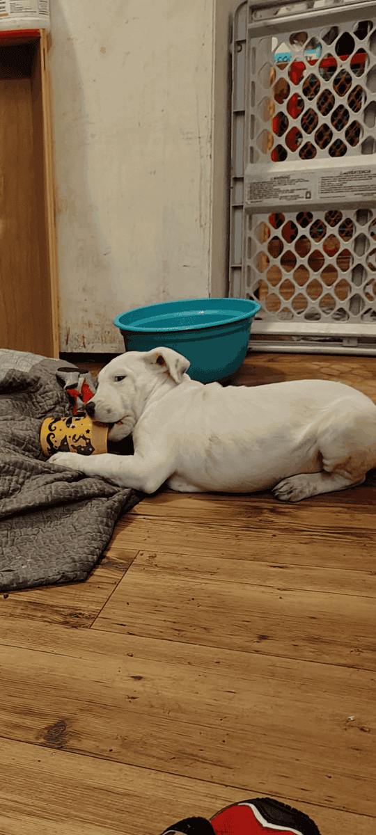 Pitbull puppies need rehoming ASAP image 1
