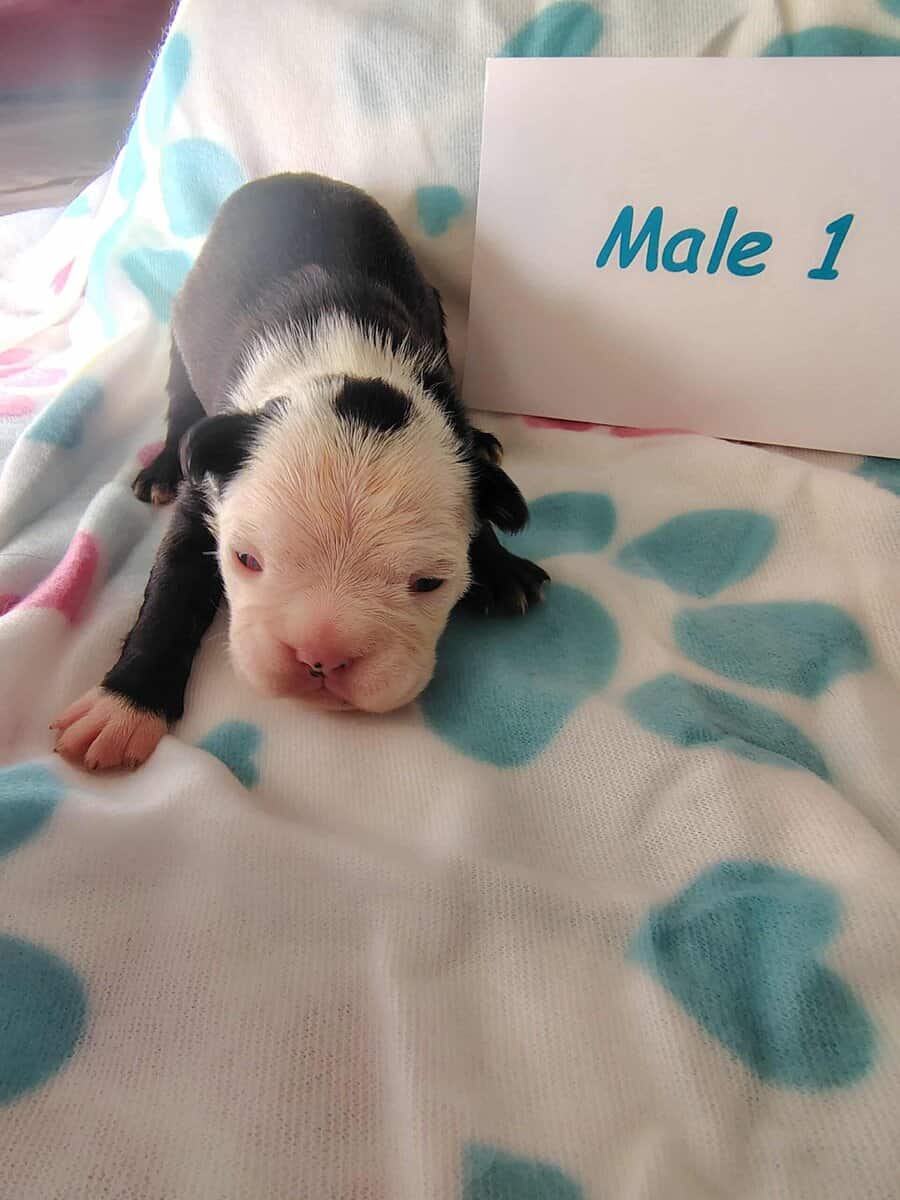 Boston terrier puppies image 4