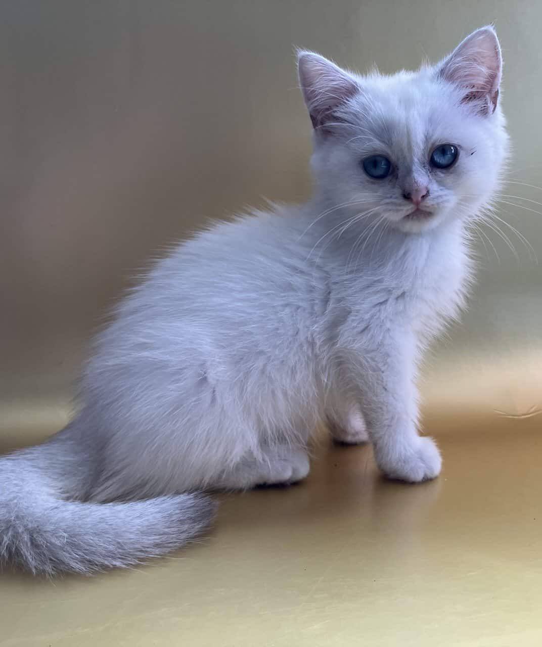 Silver chinchilla British shorthair female wcf image 3