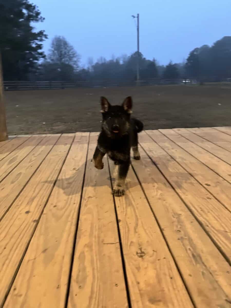 Still available - Purebred German Shepherd Puppies image 13