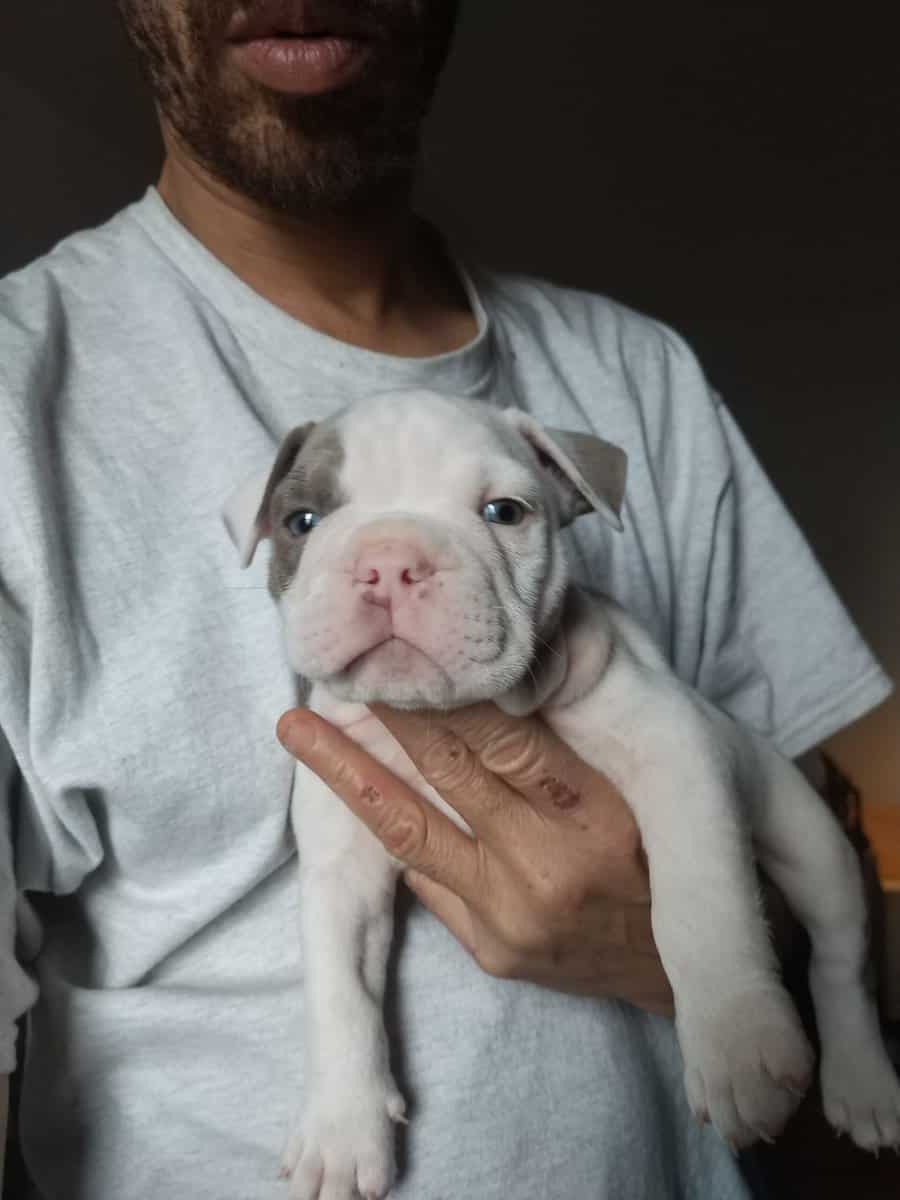 Pocket Bully Puppies • Exotic Colors • Registered image 11