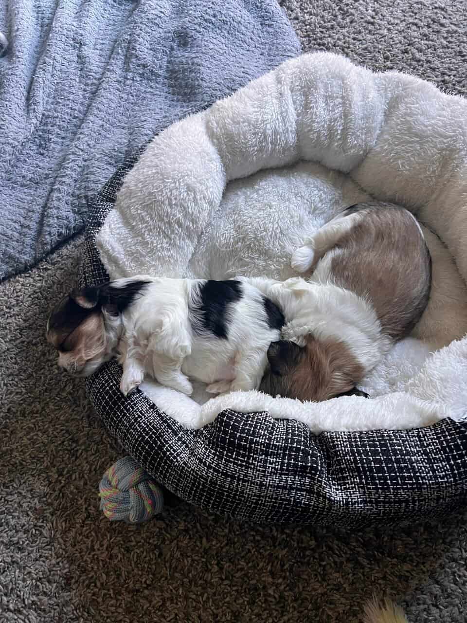 Morkie female puppies image 4