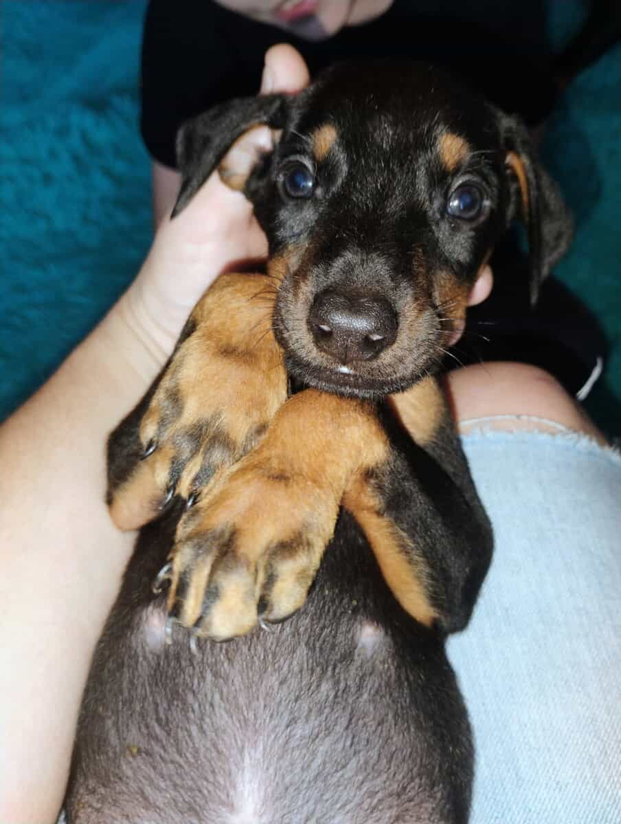 Doberman pinscher puppies image 3