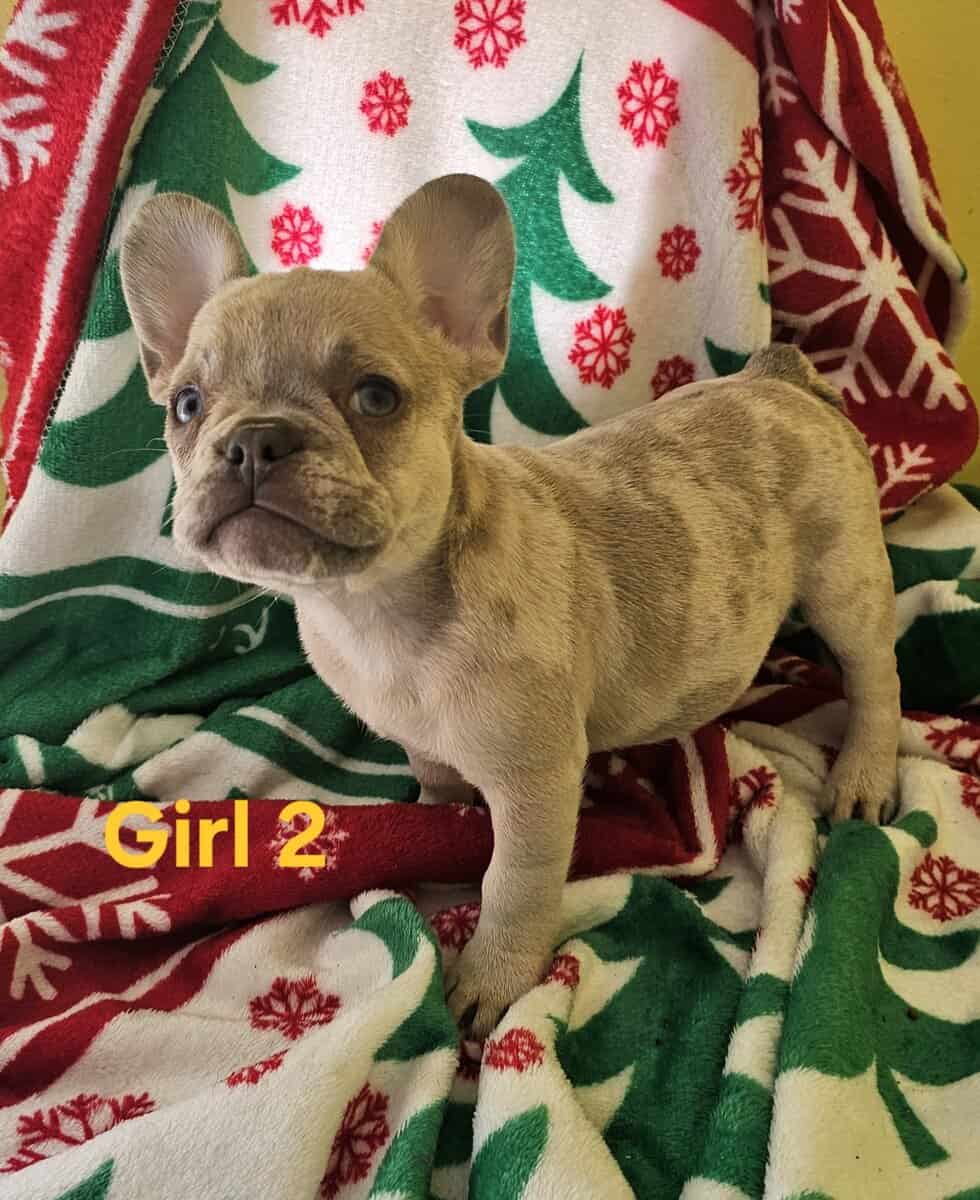 French bulldog puppy's image 1