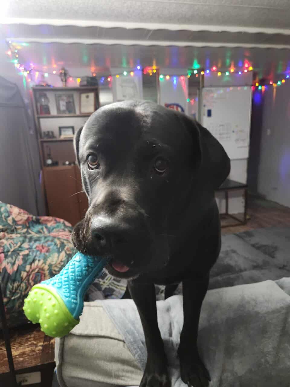 2 going on 3 years Cane Corso image 3