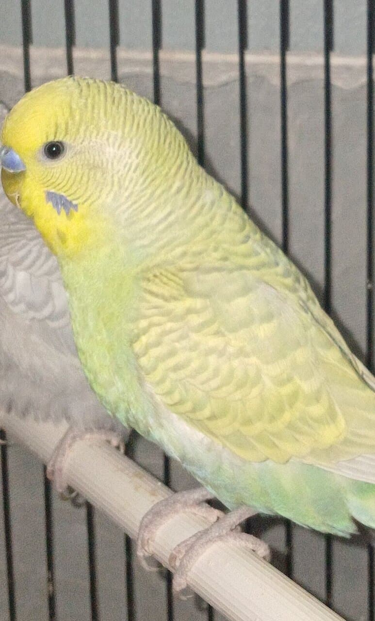 (Unavailable) Sunshine Clear wing pastel budgie ☀️ image 3