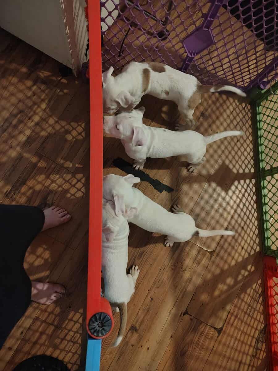 Rehoming-pitbull puppies image 7