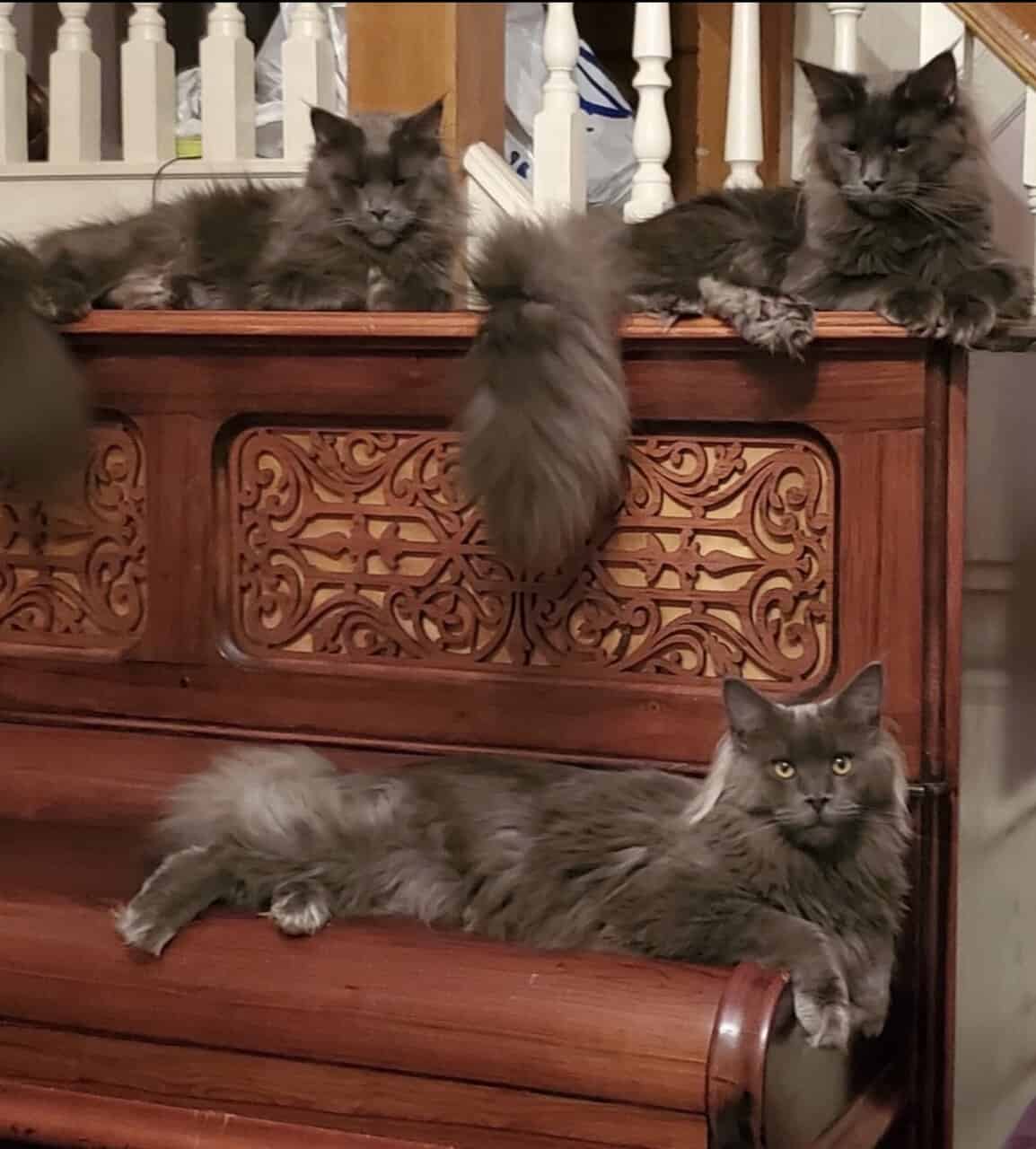 Pedigree Maine Coons - Large Blues image 1