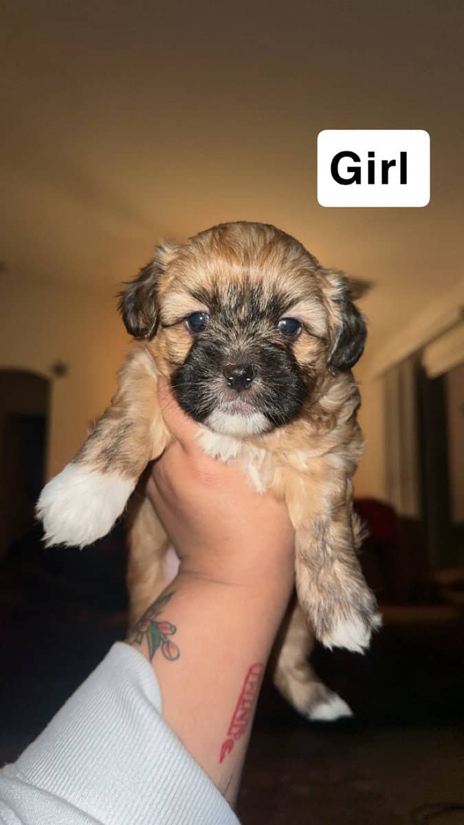 Toy poodle/ shih tzu image 2