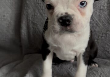 Purebred Boston Terrier Puppies