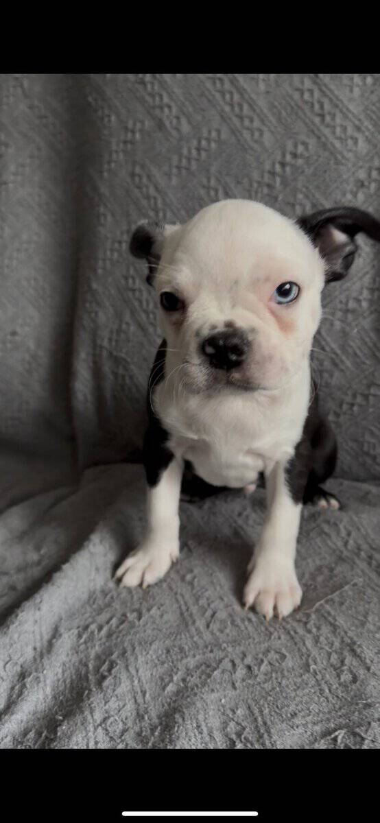 Purebred Boston Terrier Puppies image 1